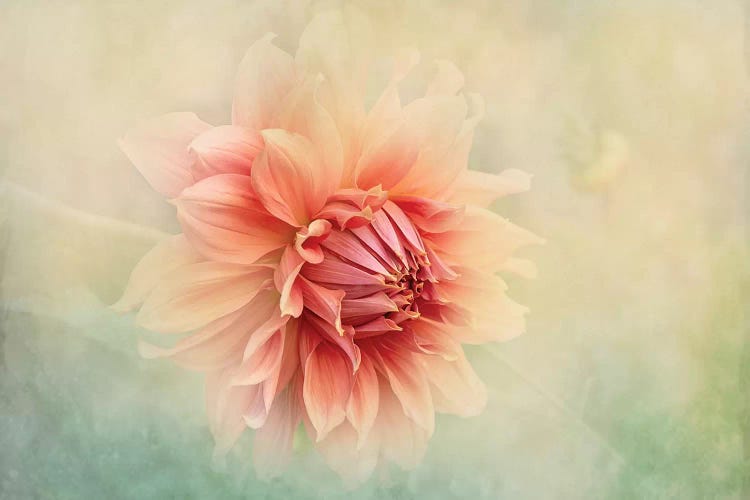 Dahlia by Jacky Parker wall art