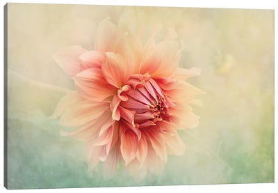 Dahlia Canvas Art Print - 1x Floral and Botanicals