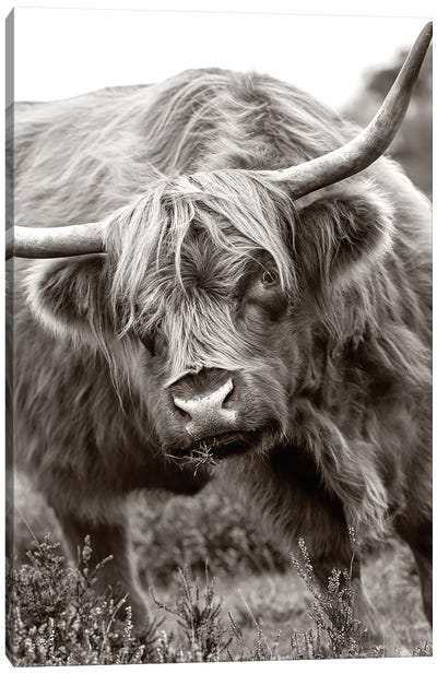 The Bull Canvas Art Print - Highland Cow Art