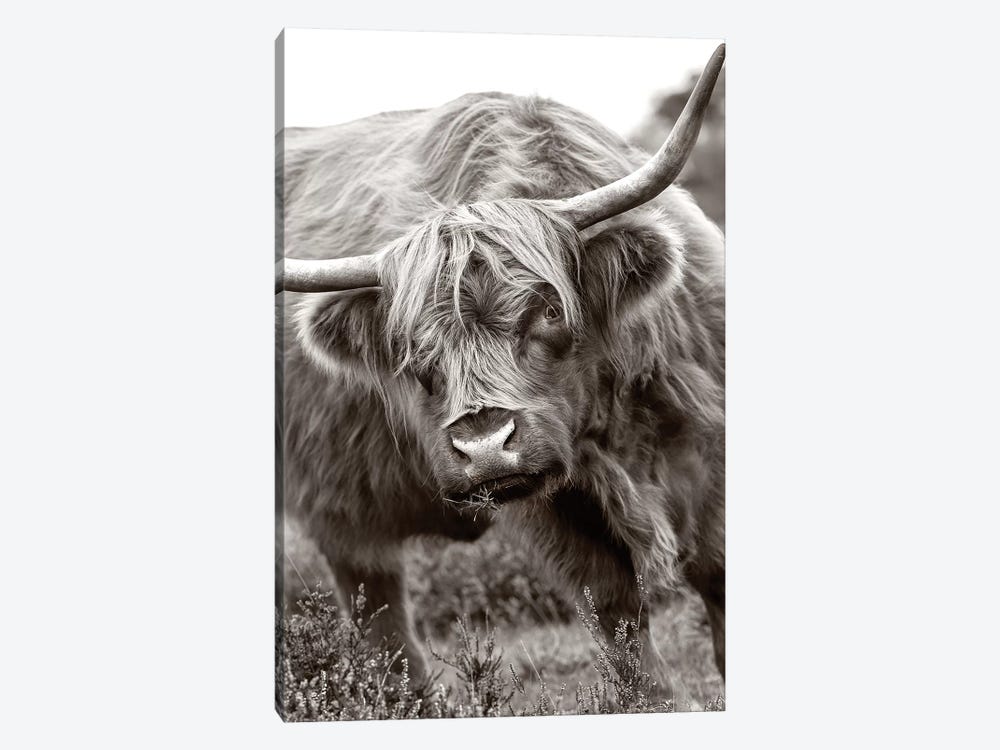 The Bull by Jacky Parker 1-piece Canvas Artwork