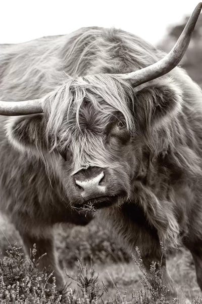 Bulls: The Bull by Jacky Parker