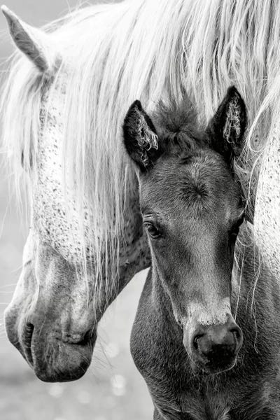 The Foal by Jacky Parker framed wall art
