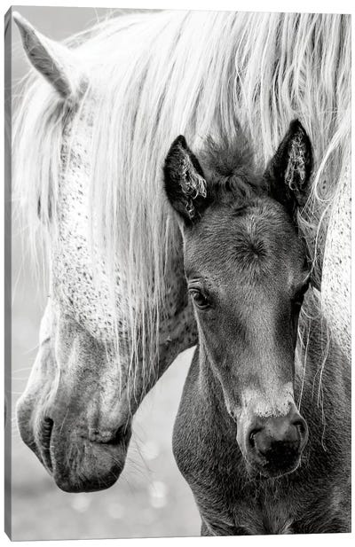 The Foal Canvas Art Print - 1x Collection