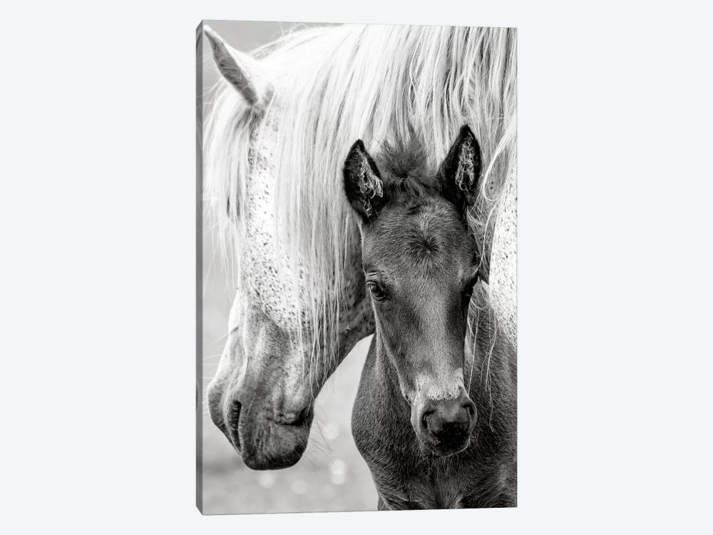 The Foal by Jacky Parker 1-piece Art Print