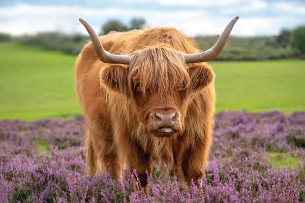 Highland