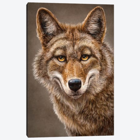 Coyote Canvas Print #PLA10} by Patrick LaMontagne Canvas Print