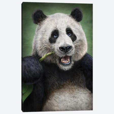 Panda Canvas Print #PLA32} by Patrick LaMontagne Canvas Print