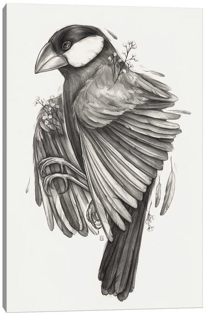 Finch Bird Canvas Art Print - Polina Kharlamova