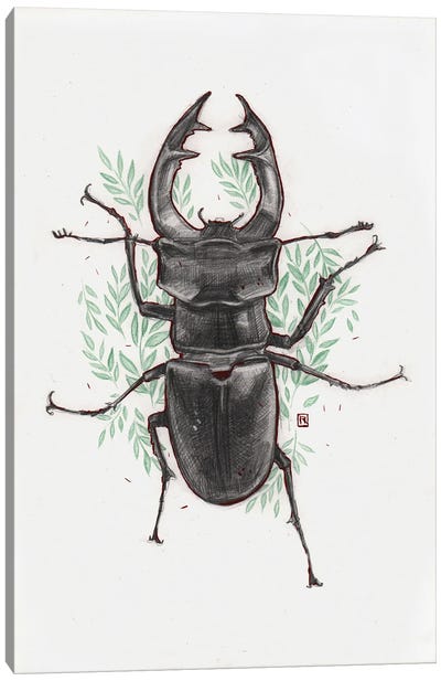 Stag Beetle Canvas Art Print