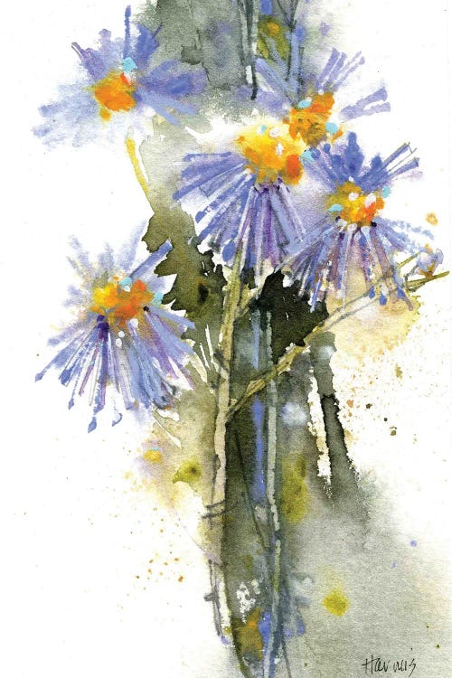 Blue Aster Wildflowers