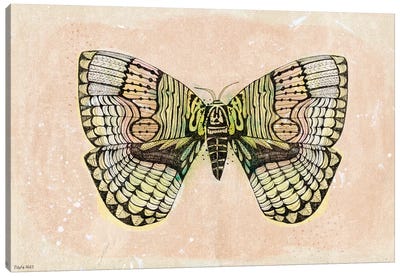 Moth Patterns Canvas Art Print - Sweet William