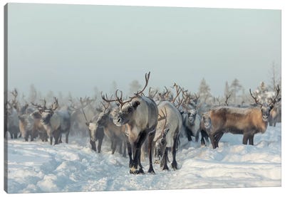 Reindeers Canvas Art Print - Reindeer