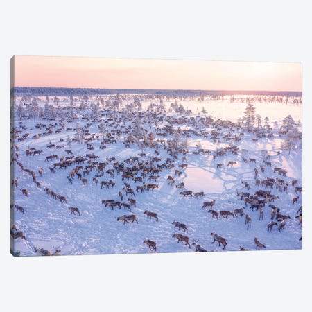 North Of Russia - Wilde Reindeers Canvas Print #PMN2} by Patrik Minar Canvas Print