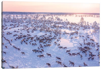 North Of Russia - Wilde Reindeers Canvas Art Print