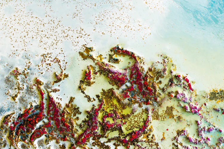 Shallow Reef by Petra Meikle de Vlas wall art