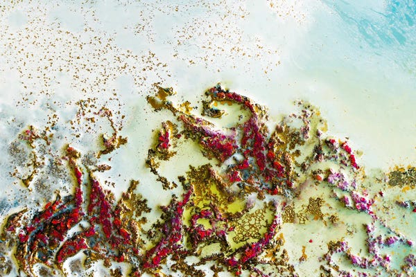 Petra Meikle de Vlas: Shallow Reef by Petra Meikle de Vlas