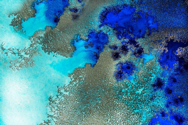 Petra Meikle de Vlas: Reef Resonance by Petra Meikle de Vlas