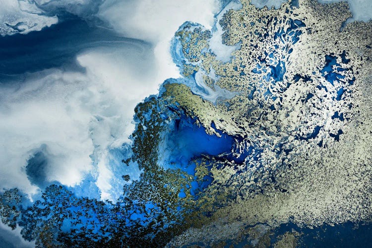 Midnight Reef by Petra Meikle de Vlas wall art