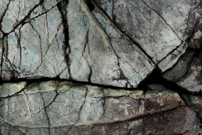 Canvas Print: Understory by Petra Meikle de Vlas - thumbnail