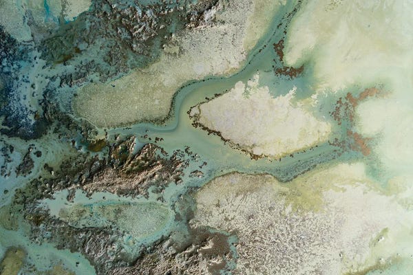 Petra Meikle de Vlas: Evergreen by Petra Meikle de Vlas