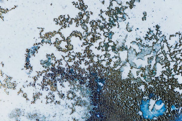 Petra Meikle de Vlas: Coral Rising by Petra Meikle de Vlas