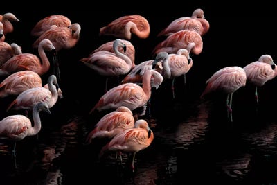 Flamingo by Paul Neville framed wall art