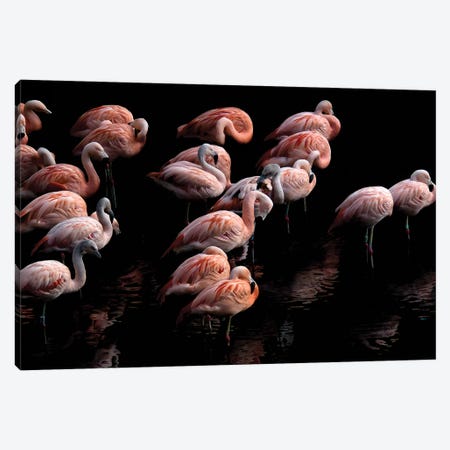 Flamingo Canvas Print #PNE11} by Paul Neville Canvas Artwork