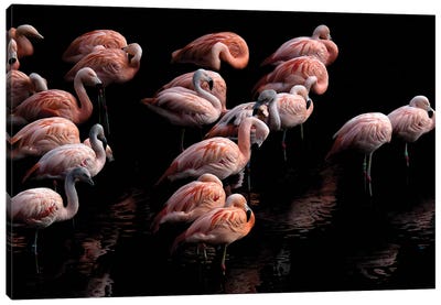 Flamingo Canvas Art Print - Paul Neville