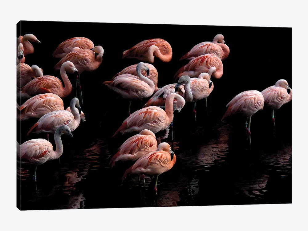 Flamingo by Paul Neville 1-piece Art Print