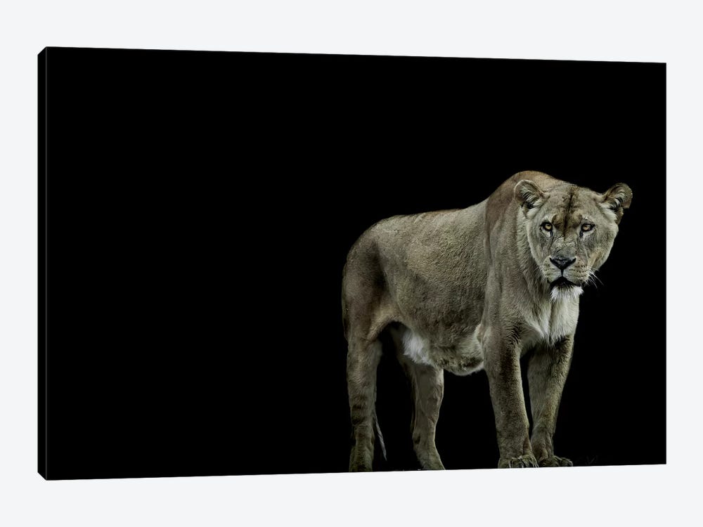Fortitude by Paul Neville 1-piece Canvas Wall Art