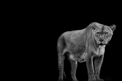 Fortitude Mono by Paul Neville framed wall art