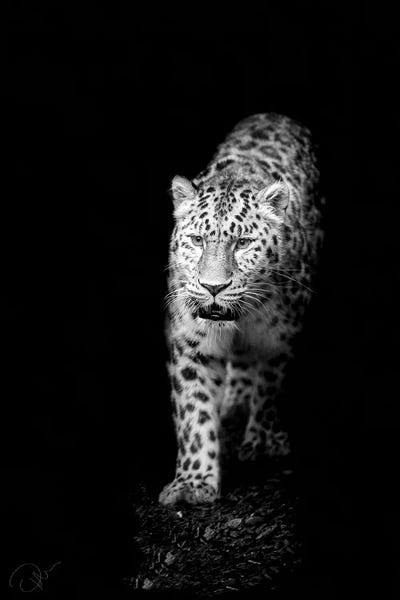 In To The Light by Paul Neville canvas print