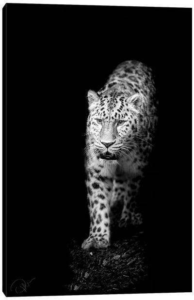 In To The Light Canvas Art Print - Leopard Art