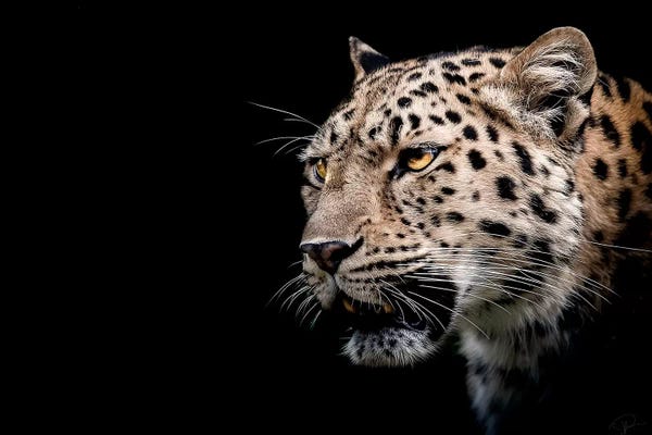 Leopards: Inner Strength by Paul Neville