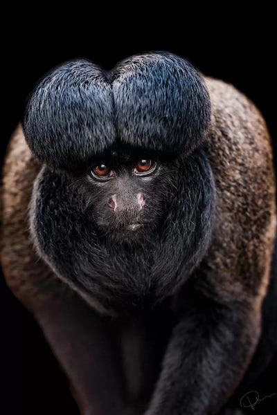 Monkeys: Inquisitive by Paul Neville