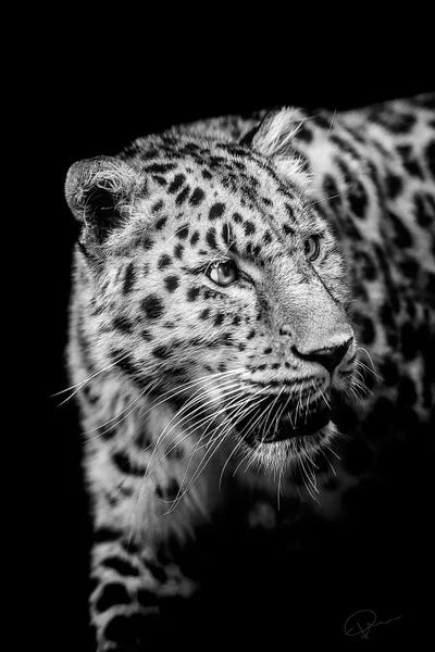 Leopards: Intent by Paul Neville