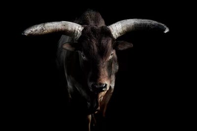 Ankole Cattle by Paul Neville framed wall art