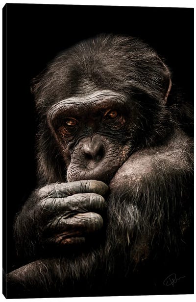 Introvert Canvas Art Print - Chimpanzee Art