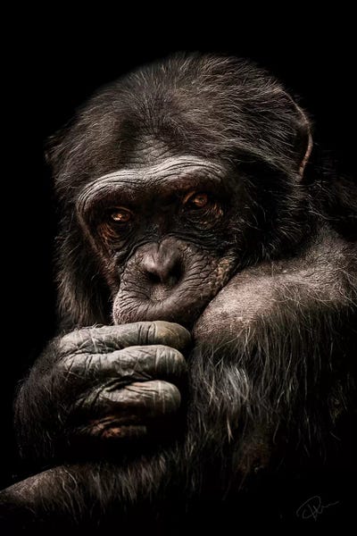 Chimpanzees: Introvert by Paul Neville