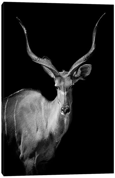 Kudu I Canvas Art Print - Antelope Art