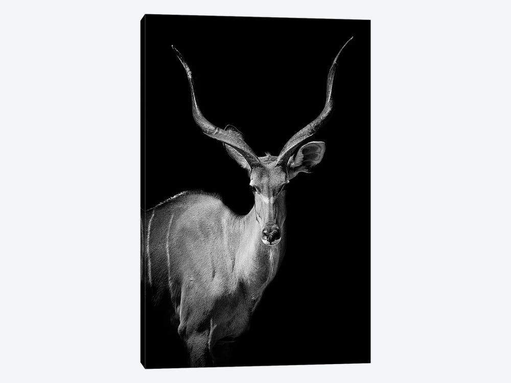 Kudu I by Paul Neville 1-piece Canvas Artwork