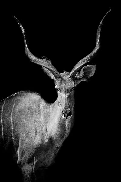Antelopes: Kudu I by Paul Neville