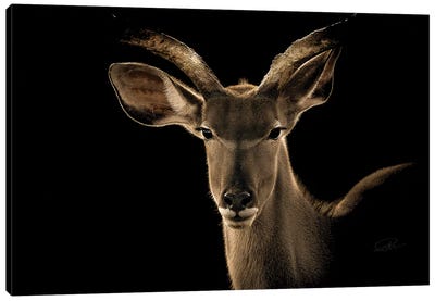Kudu II Canvas Art Print - Antelope Art