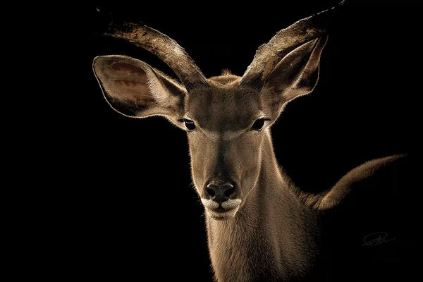 Antelopes: Kudu II by Paul Neville