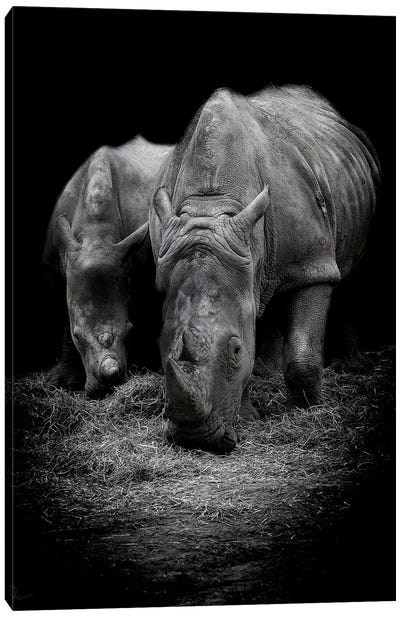 Like Father Like Son Canvas Art Print - Rhinoceros Art