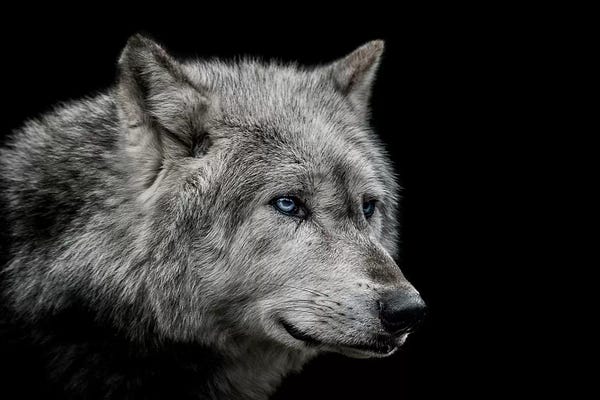 Wolves: Old Blue Eyes by Paul Neville
