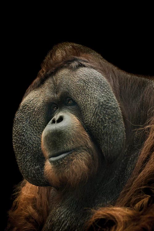 Orangutan