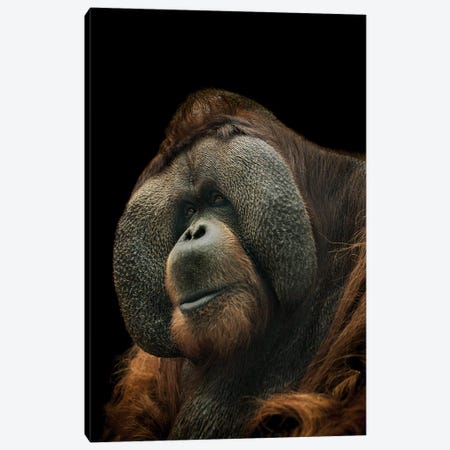 Orangutan Canvas Print #PNE29} by Paul Neville Canvas Art Print