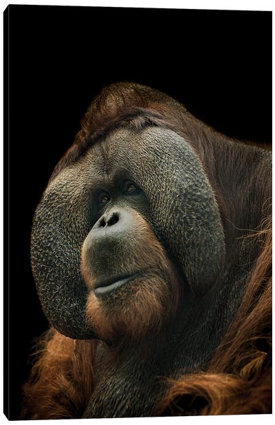 Orangutan Canvas Art Print - Paul Neville