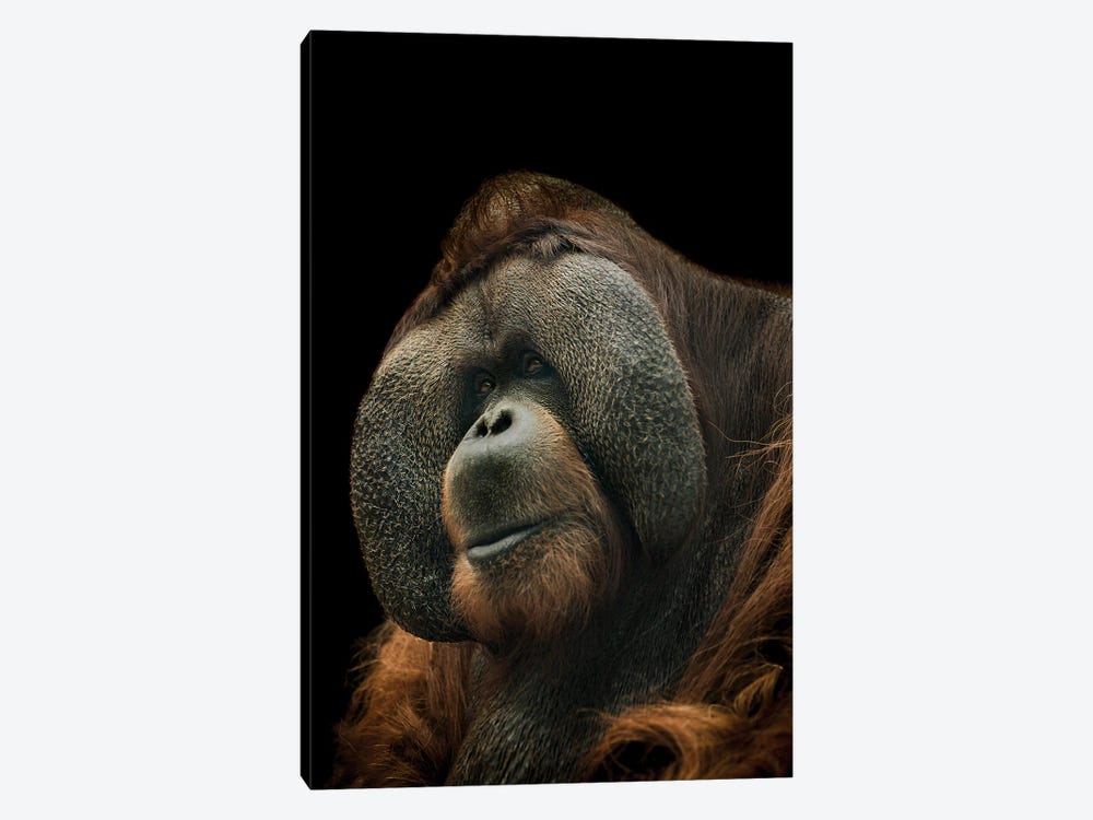 Orangutan by Paul Neville 1-piece Canvas Wall Art